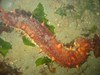 Photo of Parastichopus californicus